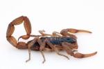 В США одобрили первую сыворотку против яда скорпиона