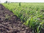 30 процентов семян кукурузы в России выращиваются в Ставропольском крае