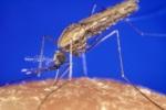 К борьбе с малярией привлекут бесплодных комаров-самцов