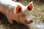 Свиная кожа позволит реконструировать грудь и получить натуральный вид