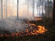 На Ставрополье полыхают природные пожары