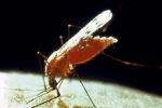 Мир на пороге катастрофы: малярийные москиты вырабатывают неуязвимость