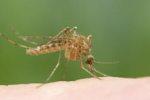 На свет появилась уникальная вакцина против малярии