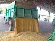Ставропольская пшеница отправляется в Никарагуа