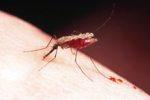 Первая в мире вакцина против малярии появится в 2015 году