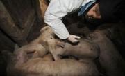 Очаг африканской чумы свиней в Ставрополье локализован
