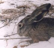 В крае запретили охоту на зайца-русака