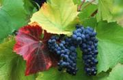 Аграрии Ставрополья незначительно увеличили сбор винограда