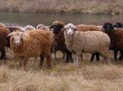 Отношения с дагестанскими овцеводами переводят в правовое русло