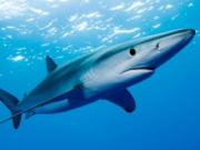 Акулы совершают нападения в Австралии