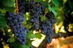 Экстракт косточек винограда помогает бороться с болезнью Альцгеймера