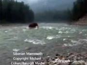 Британский таблоид опубликовал видеозапись прогулки «мамонта» по реке