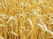 Казахстанский зерновой союз обратился к экспортерам зерна