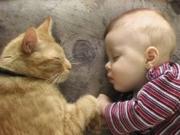 Кошка и дети: стоит ли заводить питомца в семье с детьми