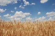 На Ставрополье неизвестные подожгли четыре пшеничных поля
