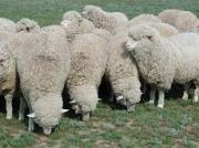 Краевые власти помогают дагестанским овцеводам легализоваться