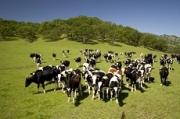 Поголовье крупного рогатого скота мясных пород в крае будет расти