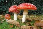 Будьте осторожны с грибами