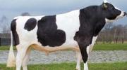 Венгерские быки поднимут животноводство Ставрополья