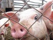 Роспотребнадзор проверил предприятия, занятые производством и оборотом мяса свинины