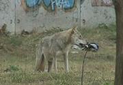В центре Ставрополя горожане наткнулись на злого волка