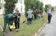 Ставрополь намного опередил другие города по темпам озеленения