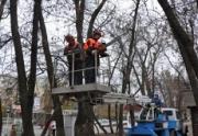 В Ставрополе активизировалась вырубка аварийных деревьев