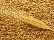 Украина наращивает производство зерновых культур
