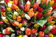 К 9 Мая в Ставрополе зацветут 190 тысяч тюльпанов
