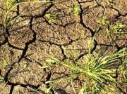 Засуха почвы в Петровском районе достигла опасного уровня