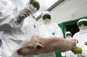Ставрополью угрожают опасные вирусы африканской чумы свиней и ящура