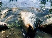 Массовая гибель рыбы в одном из прудов произошла на Ставрополье