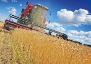 Аграрии Ставрополья собрали уже более пяти миллионов тонн зерна