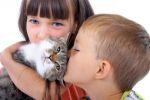 Раскрыт механизм и причины возникновения алергии на кошек