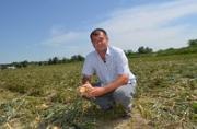 Аграрии Ставрополья ознакомились с перспективными гибридами и сортами овощных культур