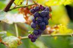Не пропустите сезон солнечной ягоды: виноград для питания и лечения
