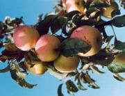 Ставропольские аграрии собрали уже 400 тонн яблок