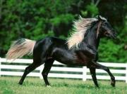 Терский конный завод дарит ставропольцам шанс выиграть лошадь чистокровной породы