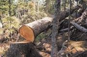 На Ставрополье незаконно вырубили почти три тысячи деревьев