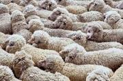Полицейские задержали подозреваемого в краже 150 овец
