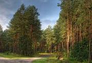Осенью в Ставрополе планируется масштабная акция по высадке деревьев