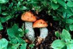 Удивительные свойства грибов