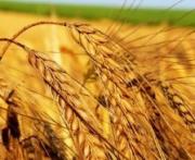 Более 1 млн. тонн ставропольской пшеницы реализовано, в том числе и на экспорт
