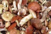 Роспотребнадзор: На Ставрополье отмечается рост отравлений грибами
