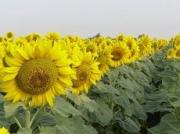 На Ставрополье в этом году подсолнечник бьет рекорды урожая