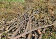 Администрация Ставрополя возмутилась по поводу вырубки деревьев на Доваторцев
