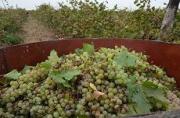 На Ставрополье закончилась уборка винограда