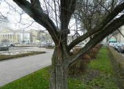 На площади Ленина взамен старых деревьев появятся новые