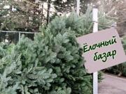 Елочные базары откроются в Ставрополе 20 декабря