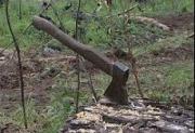 В Изобильненском районе оперативниками выявлен факт незаконной вырубки деревьев